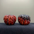 Ground Buried Ingot Wenwan Walnut · 38mm · Select Ritual