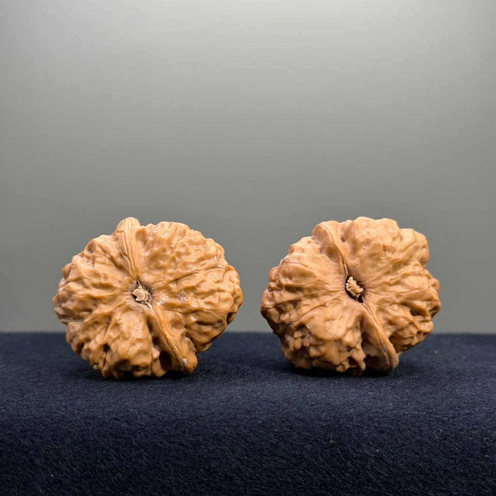 Toad Head Wenwan Walnut · 35mm · Select Ritual