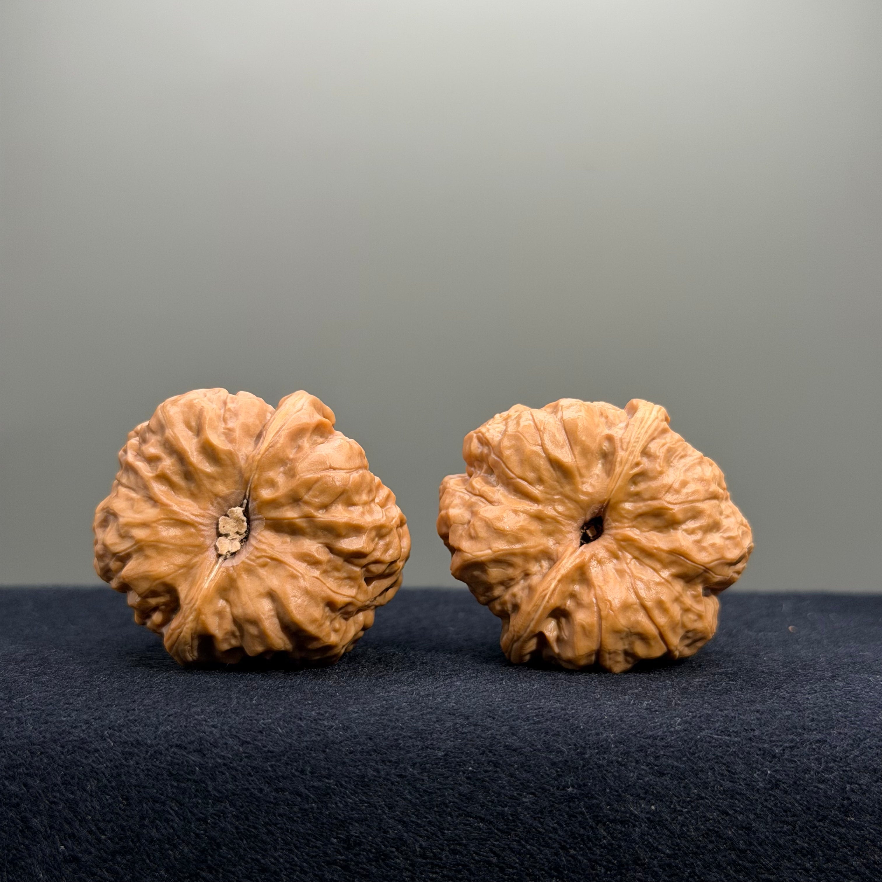 Toad Head Wenwan Walnut · 35mm · Entry Ritual