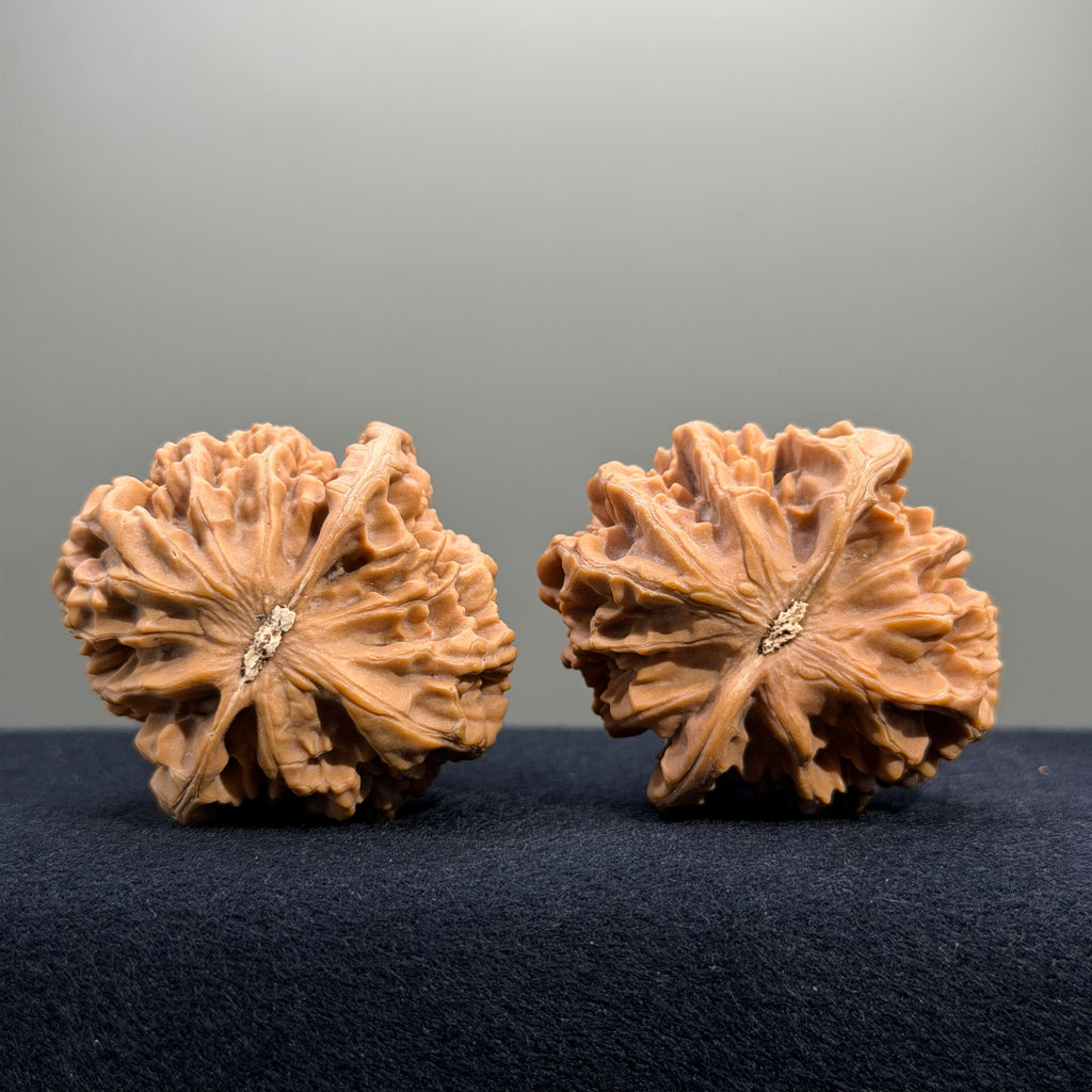 Emperor Wenwan Walnut · 43mm · Natural · Entry Ritual