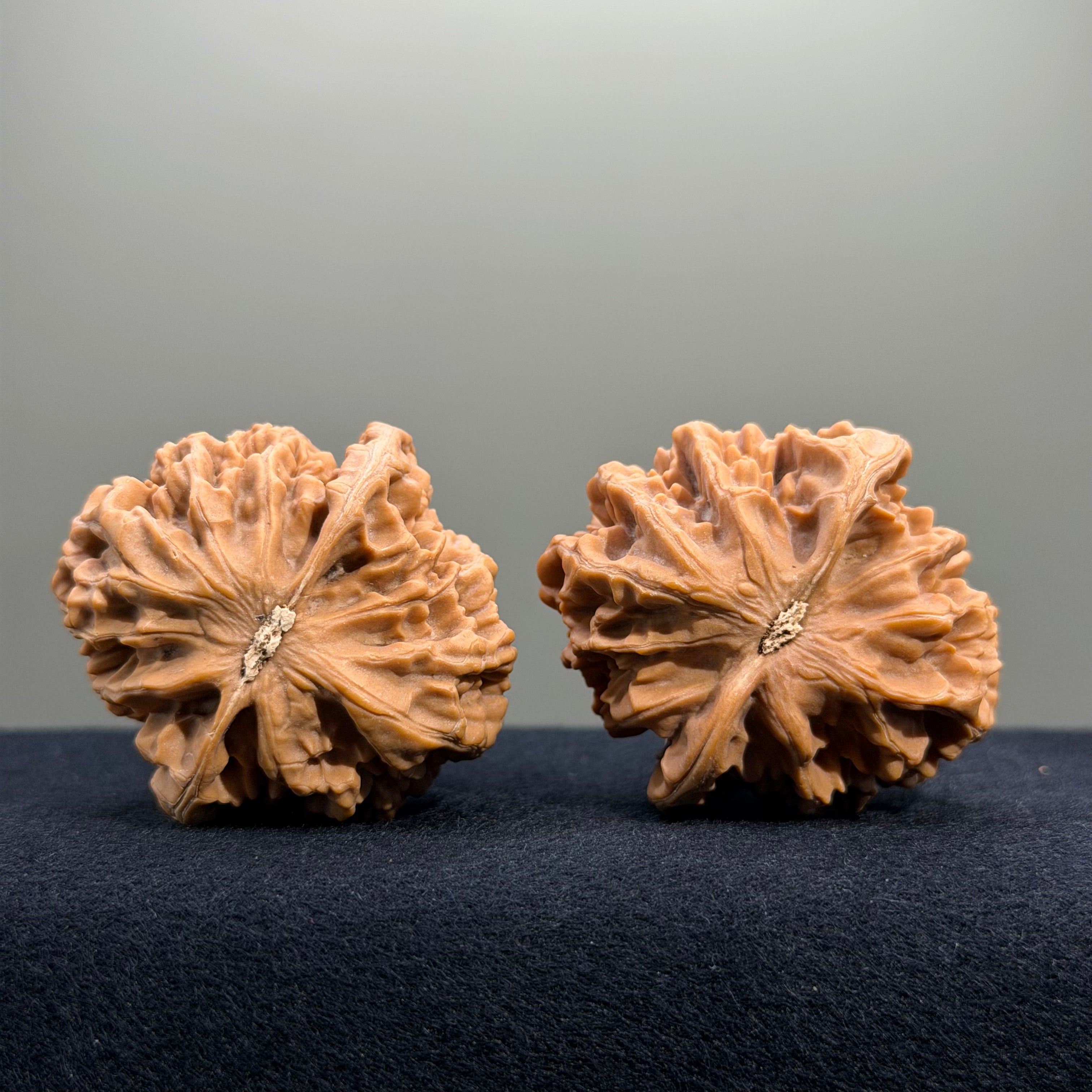 Emperor Wenwan Walnut · 43mm · Natural · Entry Ritual