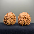 Coiled Dragon Tiger Head Wenwan Walnut · 42mm · Natural · Entry Ritual