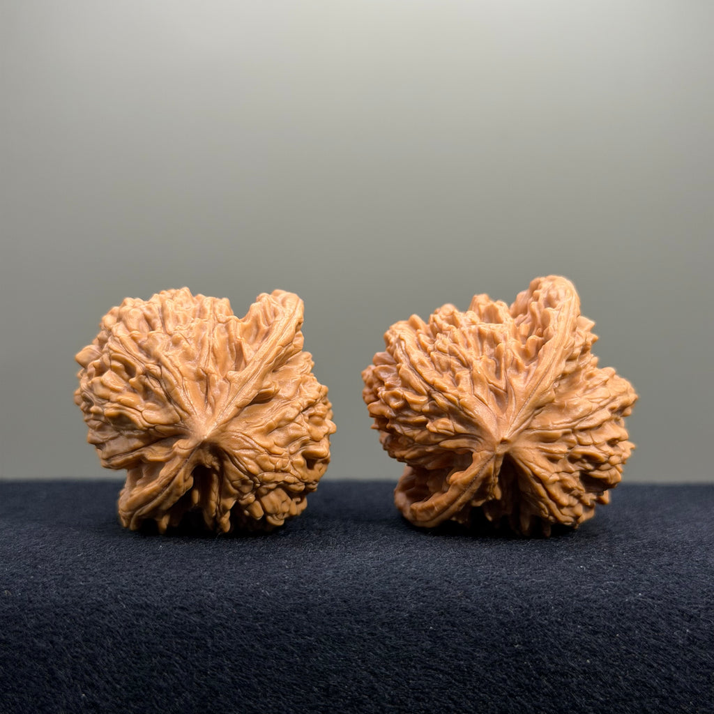 Coiled Dragon Tiger Head Wenwan Walnut · 42mm · Natural · Entry Ritual