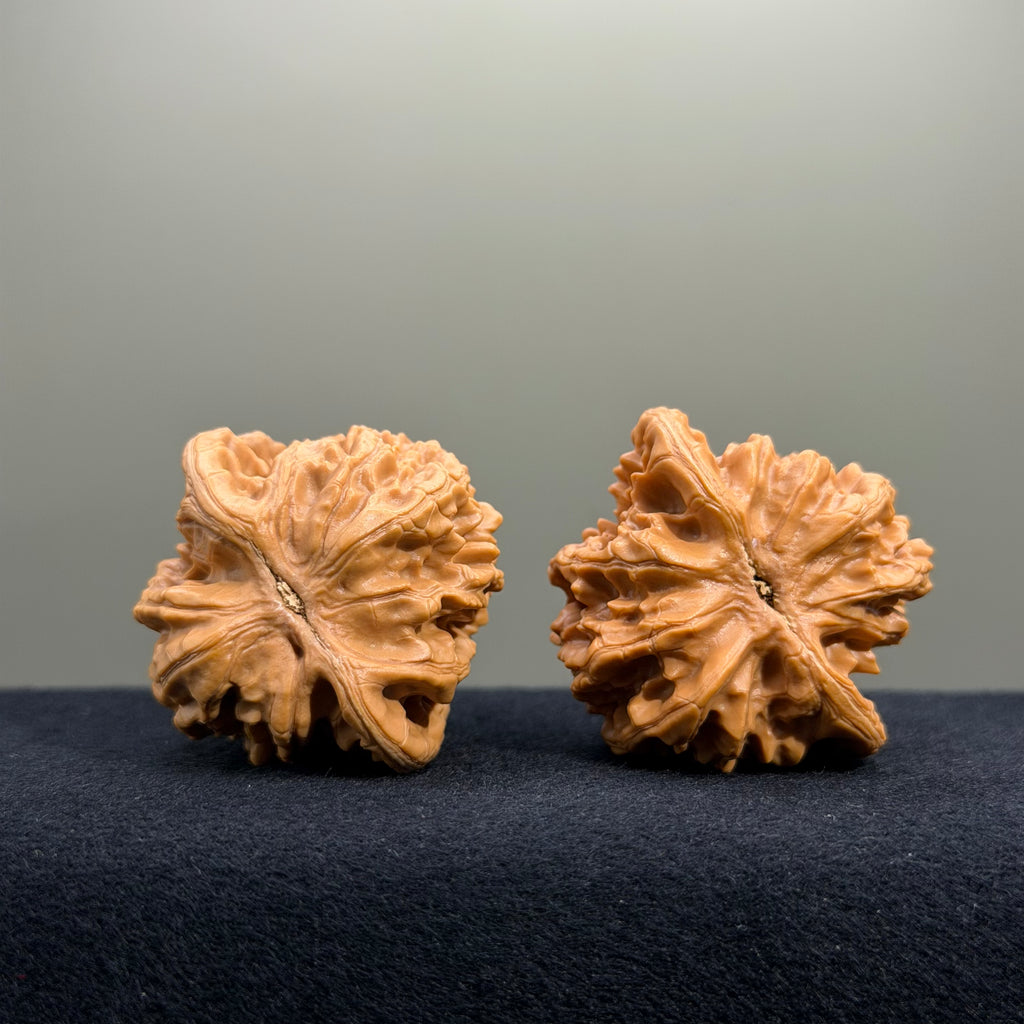 Coiled Dragon Tiger Head Wenwan Walnut · 42mm · Natural · Entry Ritual