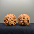 Wild Wolf Wenwan Walnut · 39mm · Natural · Premium Ritual