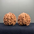 Starry Sky Wenwan Walnut · 43mm · Natural · Premium Ritual
