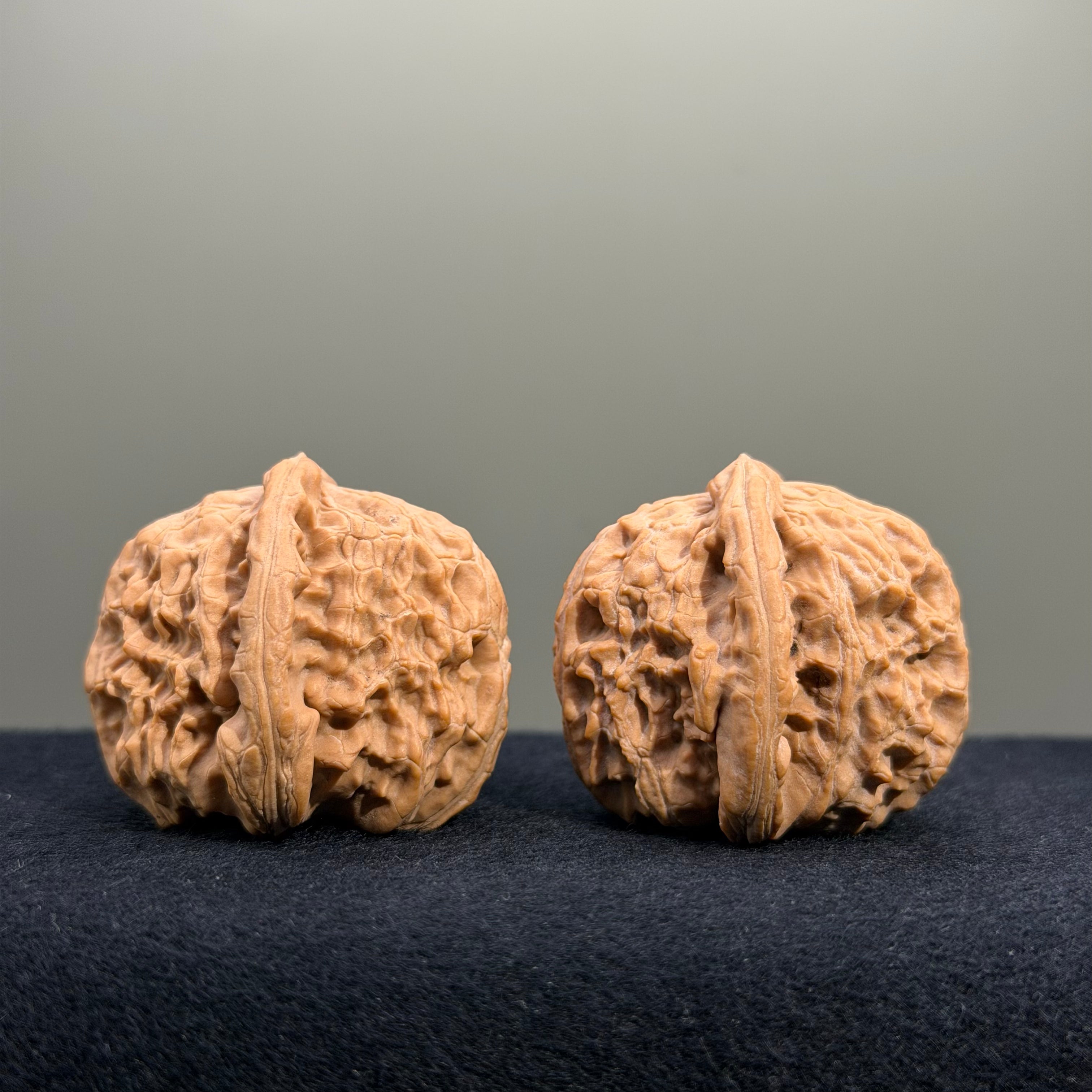 White Lion Wenwan Walnut · 38mm · Natural · Premium Ritual