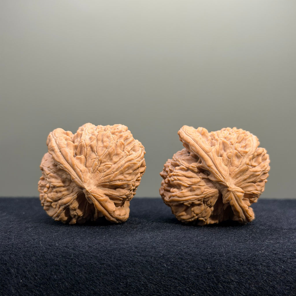 White Lion Wenwan Walnut · 38mm · Natural · Premium Ritual