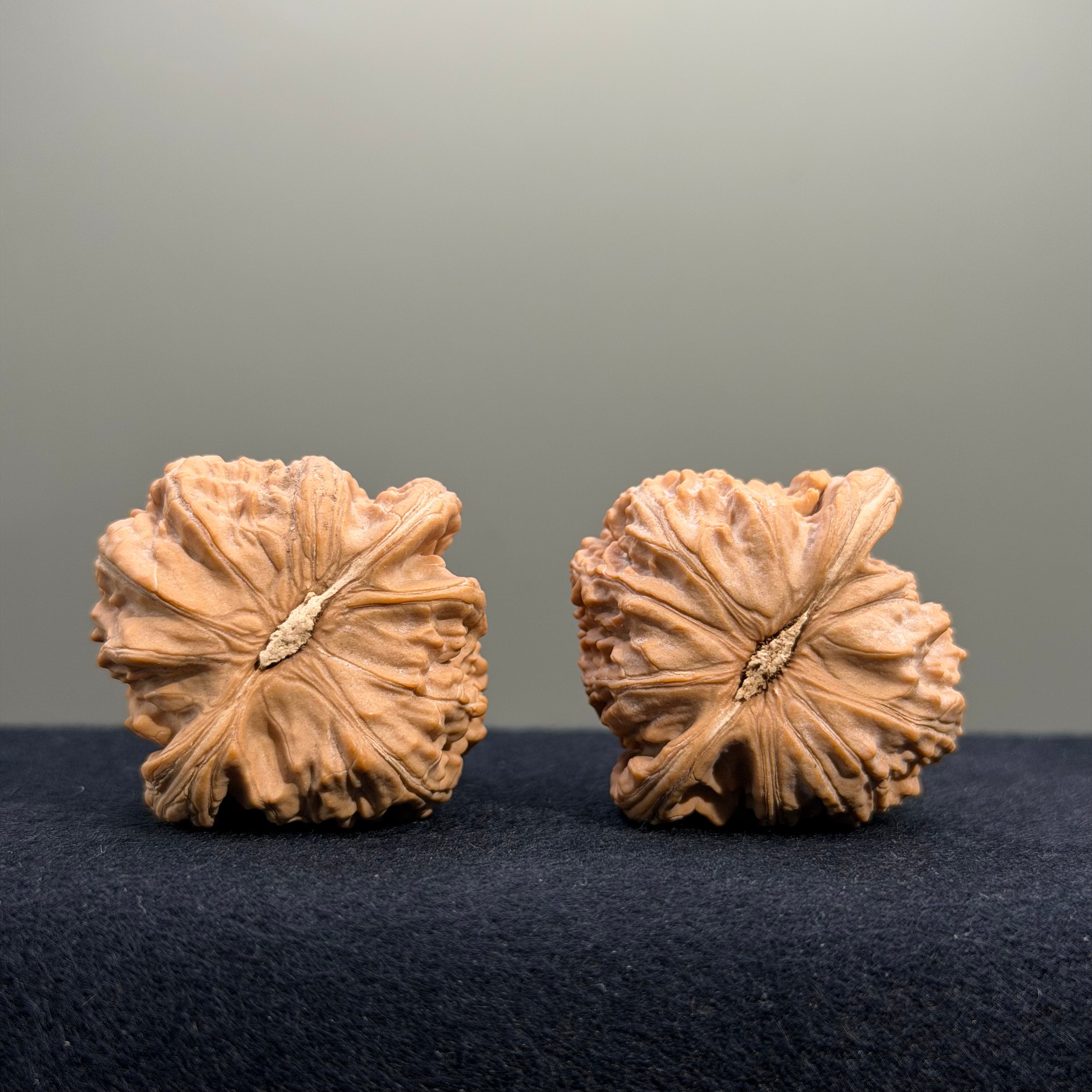 White Lion Wenwan Walnut · 38mm · Natural · Premium Ritual
