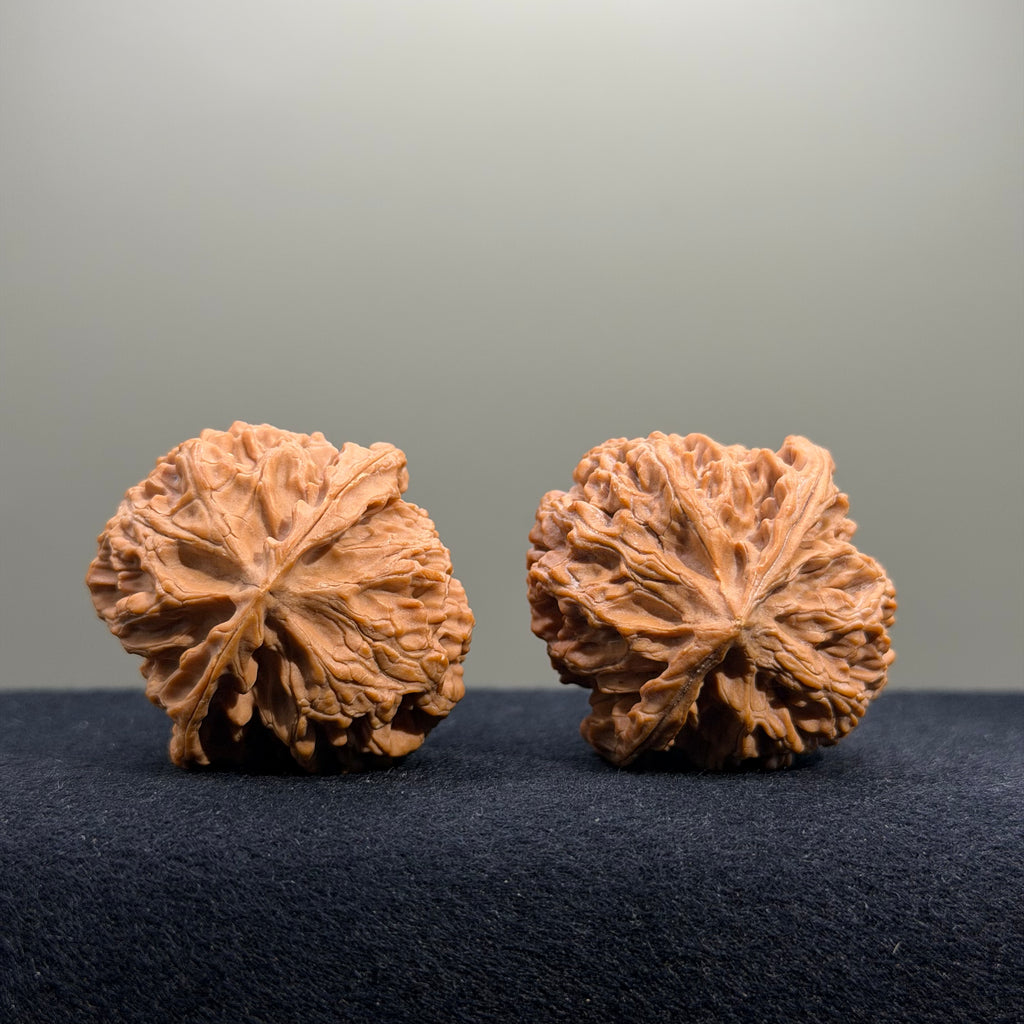 Apple Orchard Wenwan Walnut · 39mm · Natural · Select Ritual
