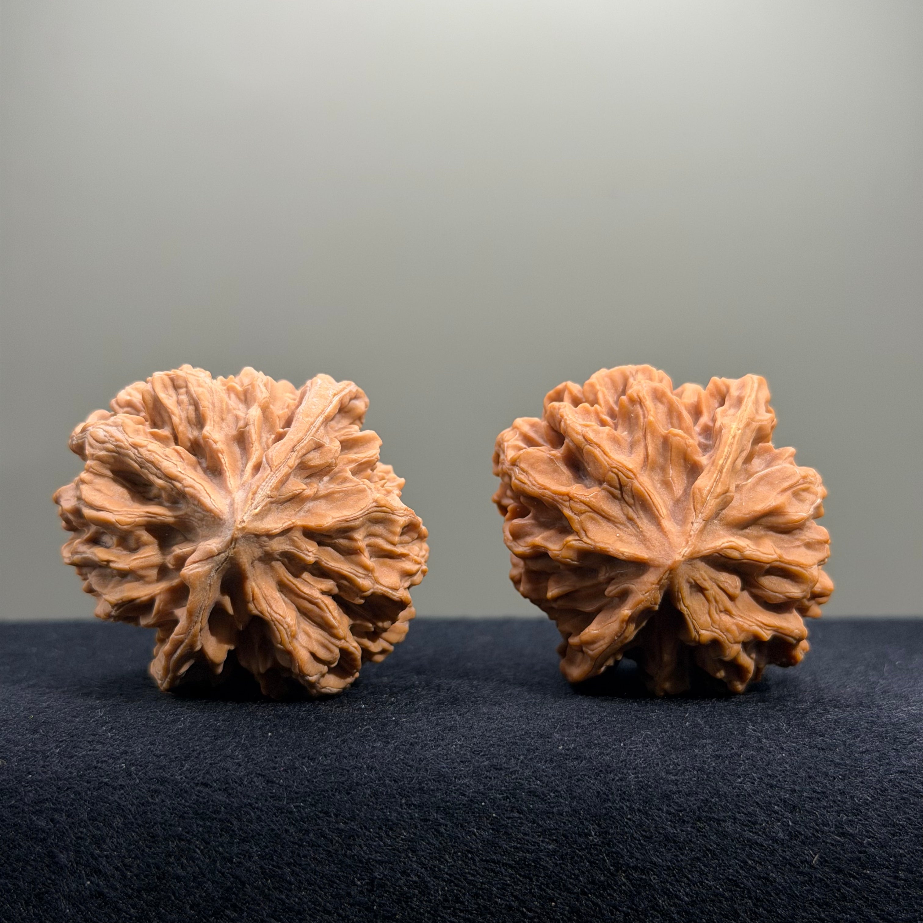 Emperor Wenwan Walnut · 43mm · Natural · Entry Ritual