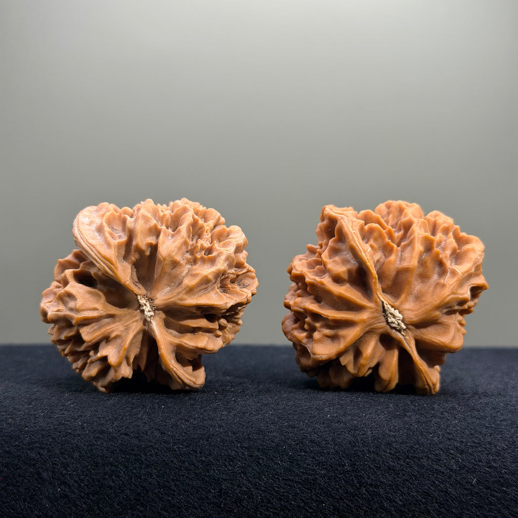 Emperor Wenwan Walnut · 43mm · Natural · Entry Ritual