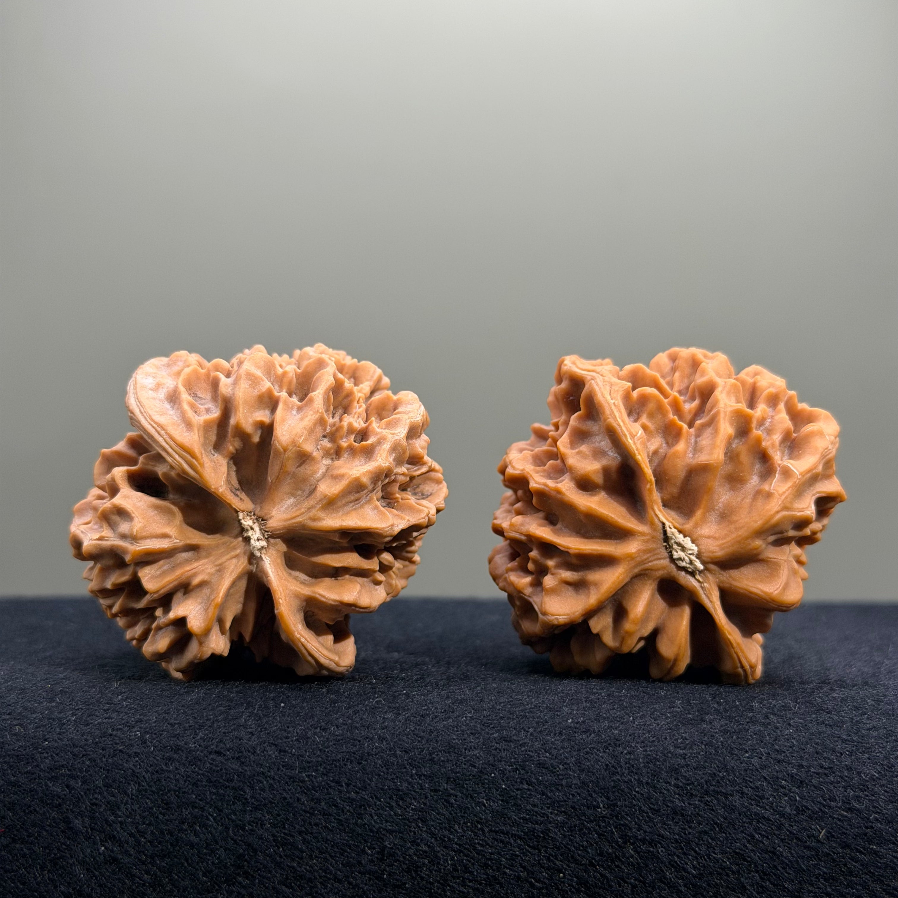 Emperor Wenwan Walnut · 43mm · Natural · Entry Ritual