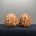 Coiled Dragon Tiger Head Wenwan Walnut · 39mm · Natural · Entry Ritual