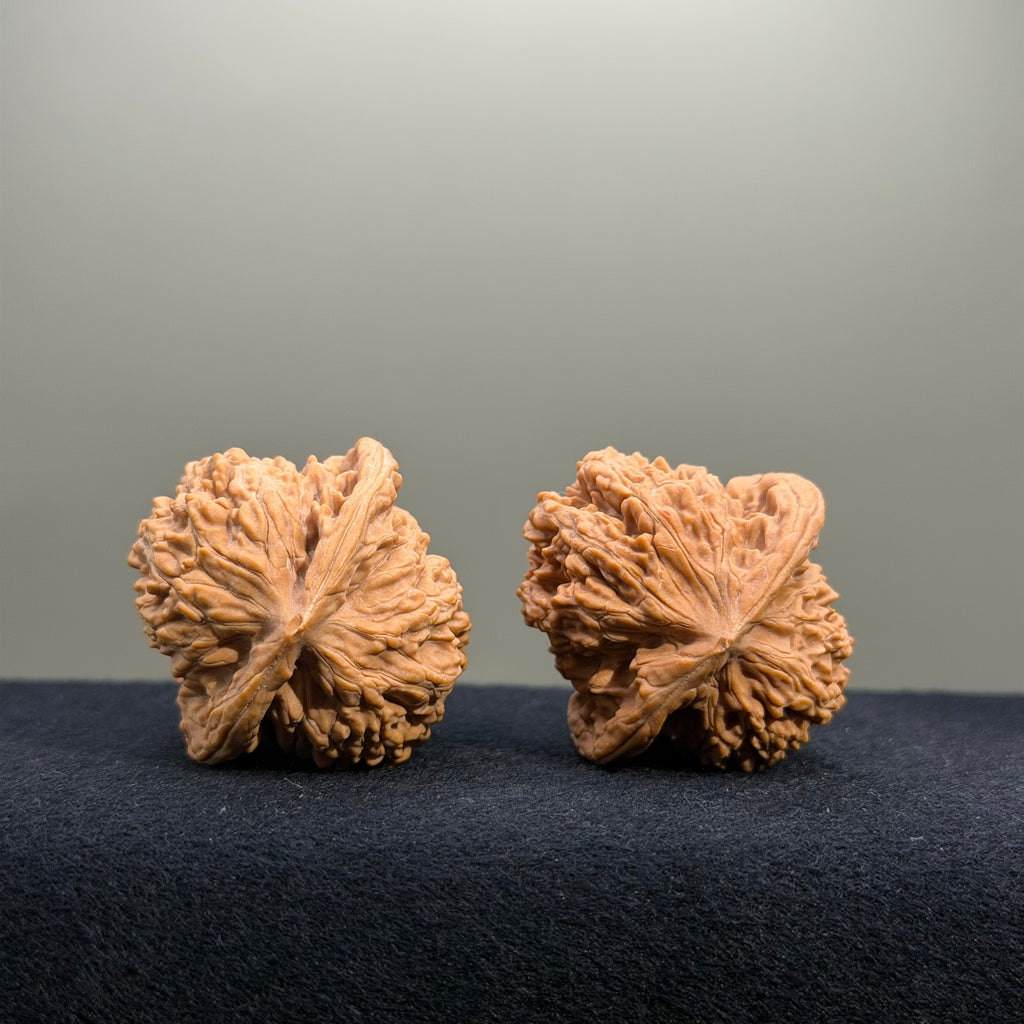 Coiled Dragon Tiger Head Wenwan Walnut · 39mm · Natural · Entry Ritual
