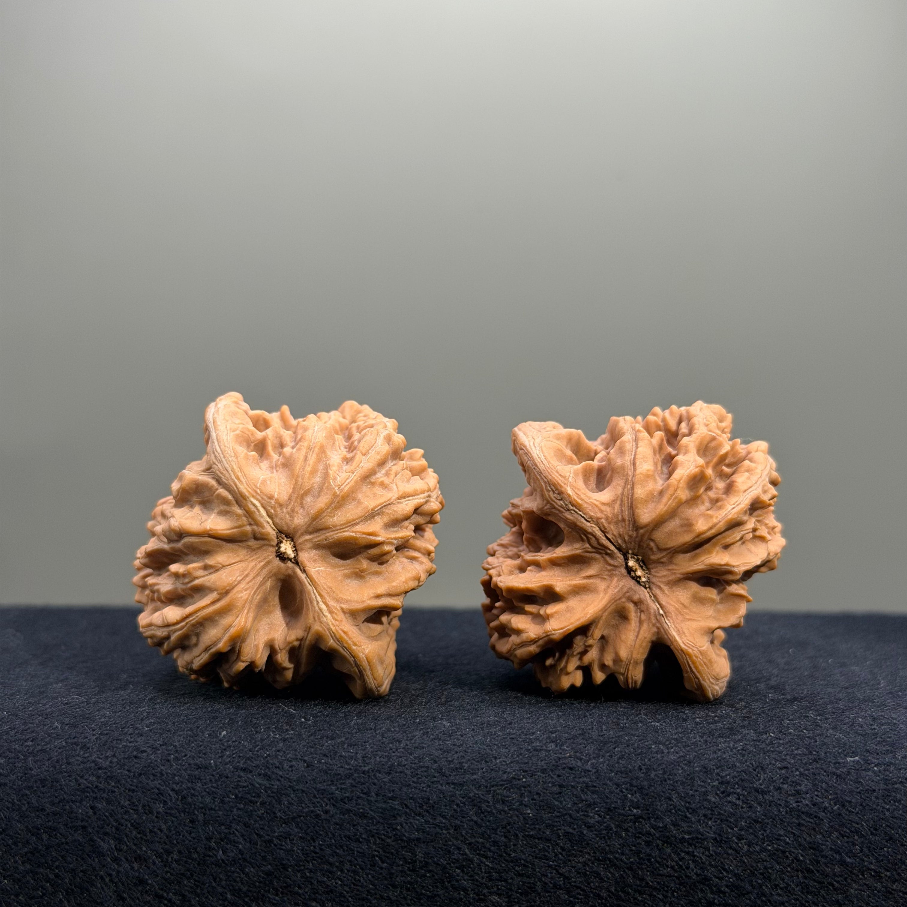 Coiled Dragon Tiger Head Wenwan Walnut · 39mm · Natural · Entry Ritual
