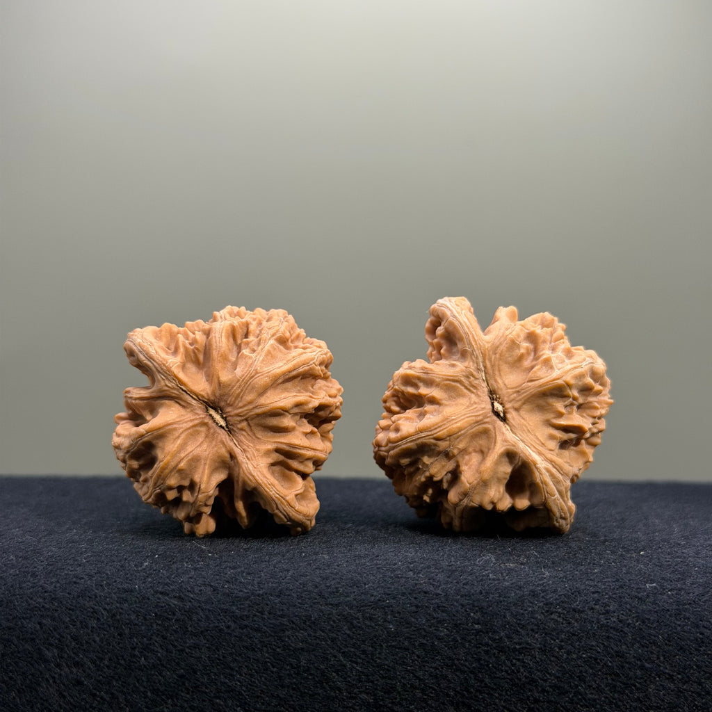 Coiled Dragon Tiger Head Wenwan Walnut · 39mm · Natural · Entry Ritual