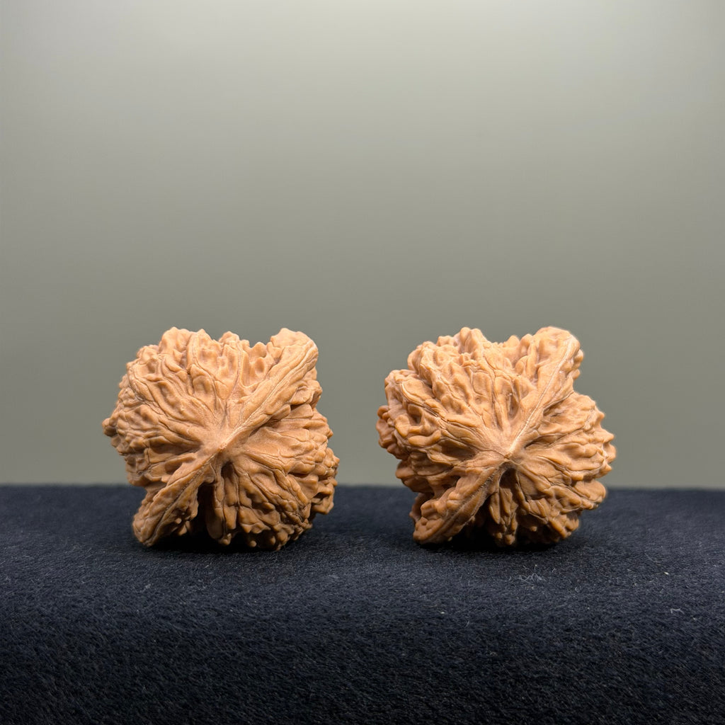 Coiled Dragon Tiger Head Wenwan Walnut · 37mm · Natural · Entry Ritual