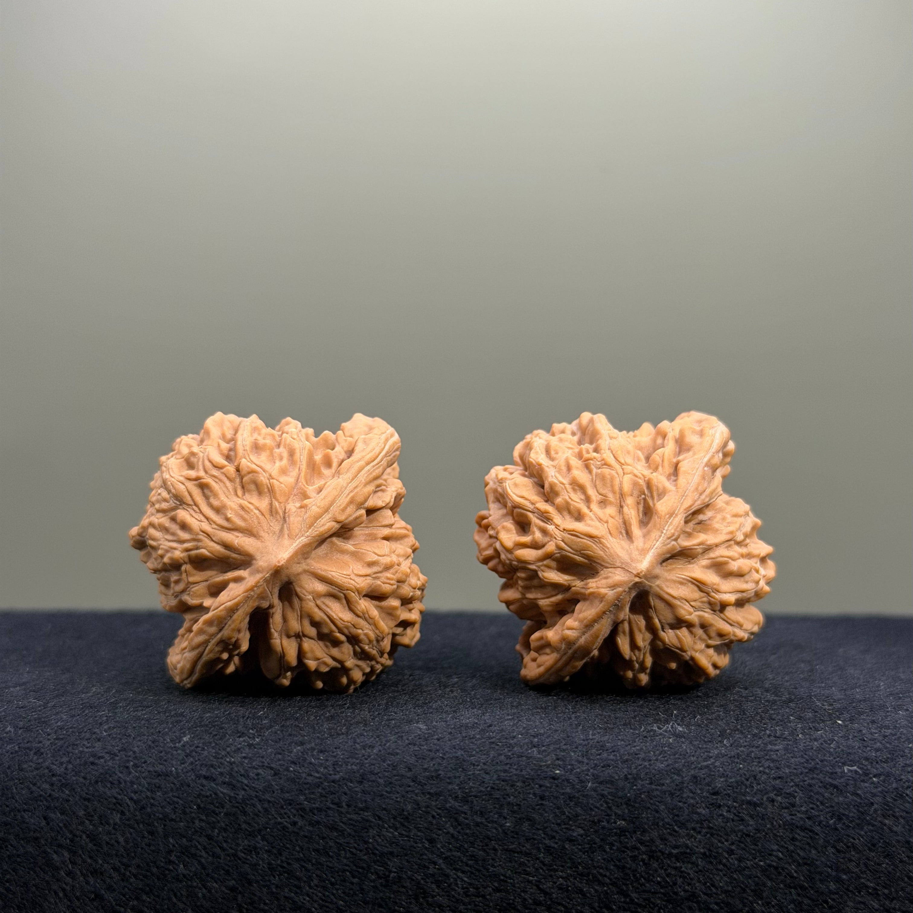 Coiled Dragon Tiger Head Wenwan Walnut · 37mm · Natural · Entry Ritual