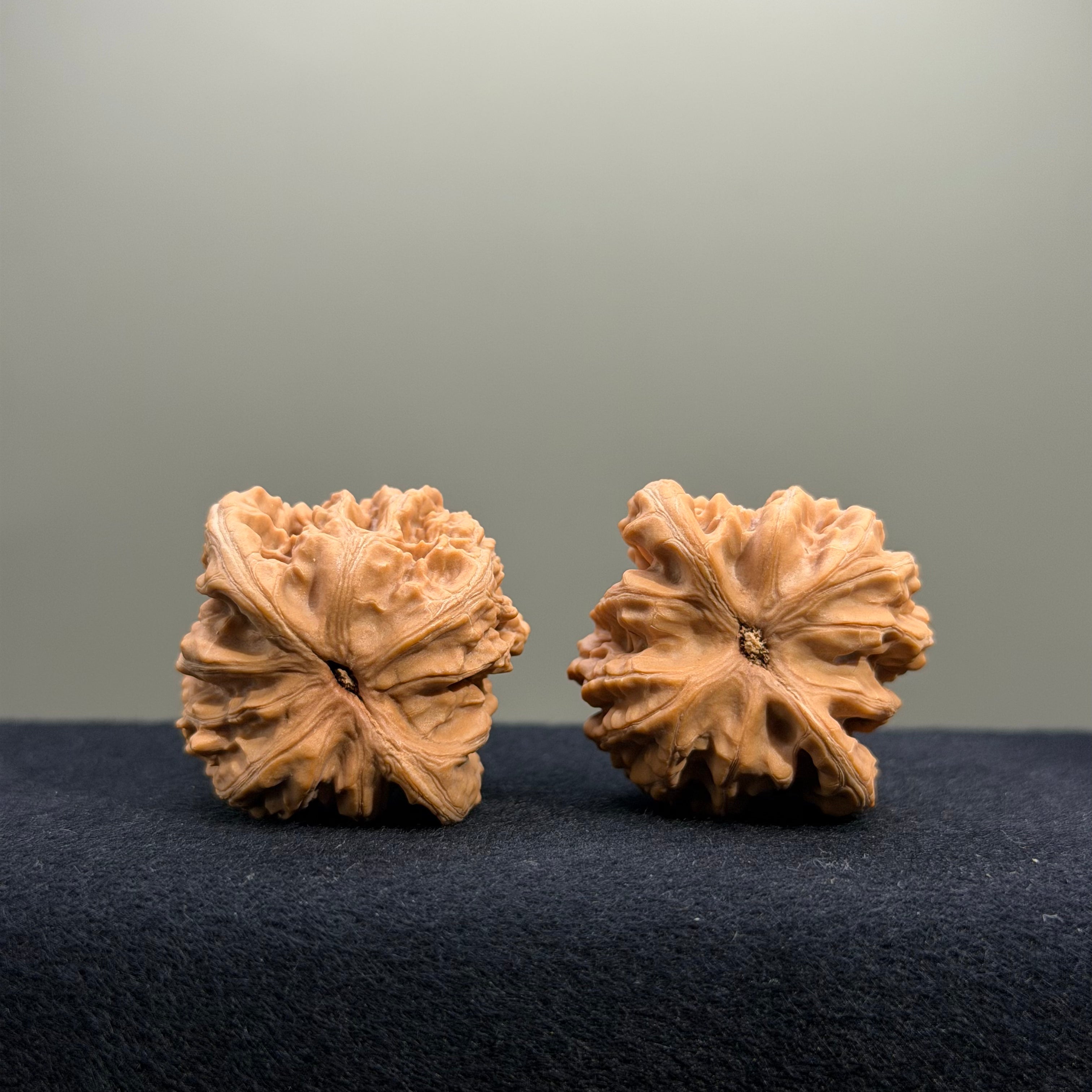 Coiled Dragon Tiger Head Wenwan Walnut · 37mm · Natural · Entry Ritual