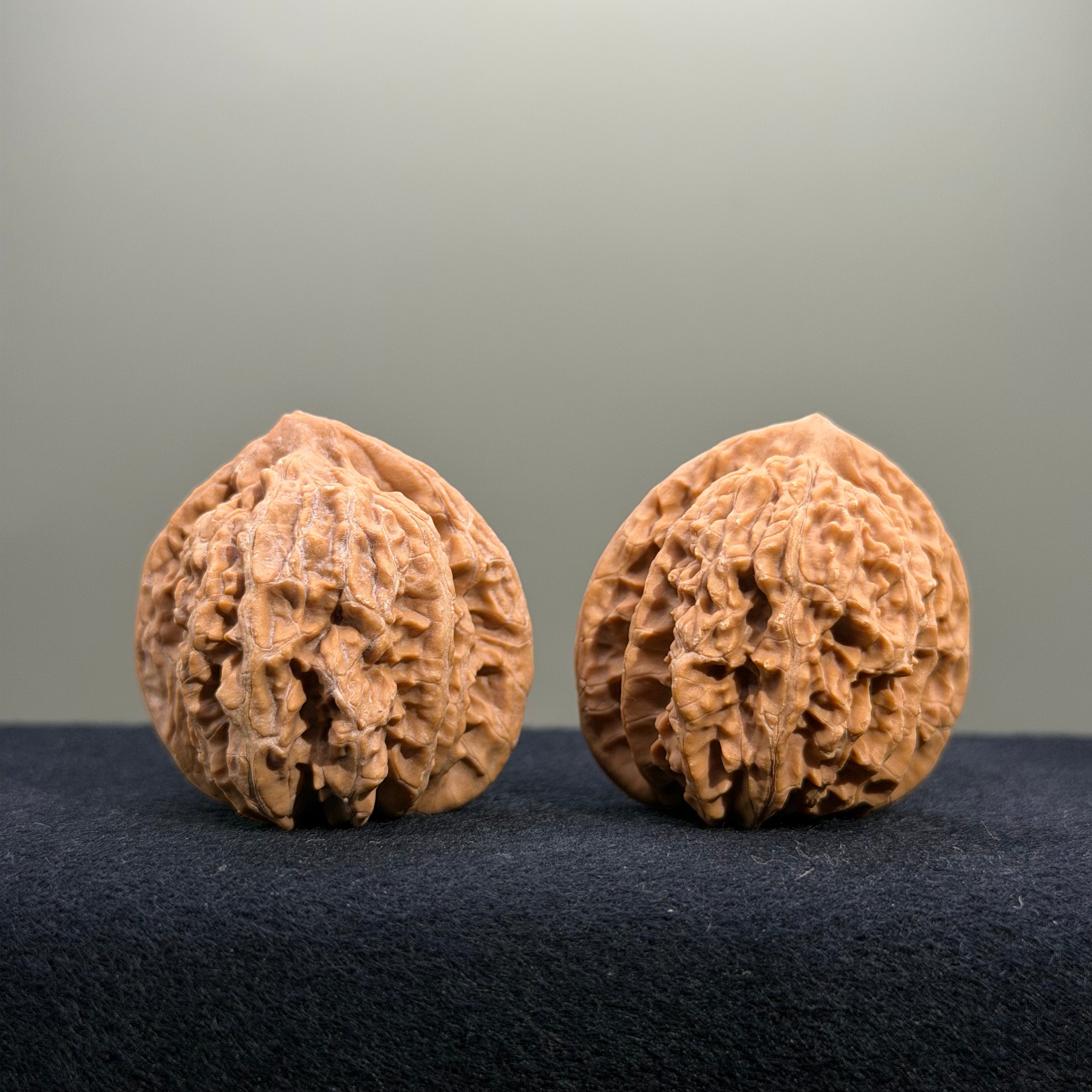Coiled Dragon Tiger Head Wenwan Walnut · 37mm · Natural · Entry Ritual