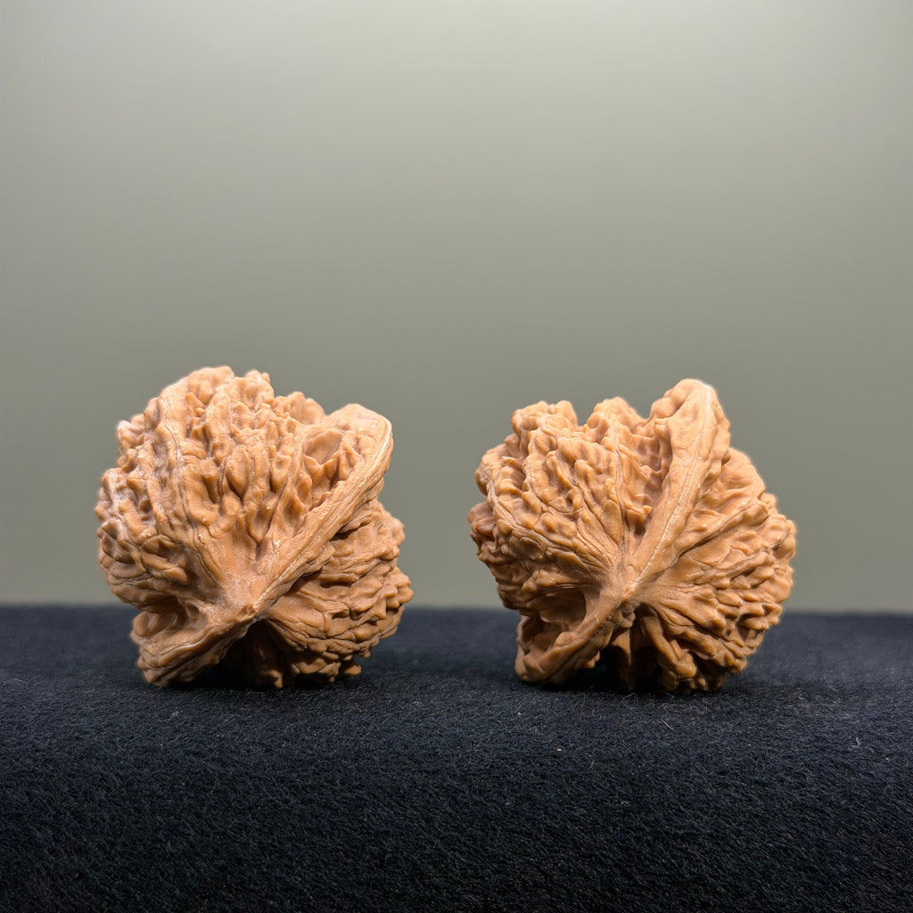 Coiled Dragon Tiger Head Wenwan Walnut · 37mm · Natural · Entry Ritual