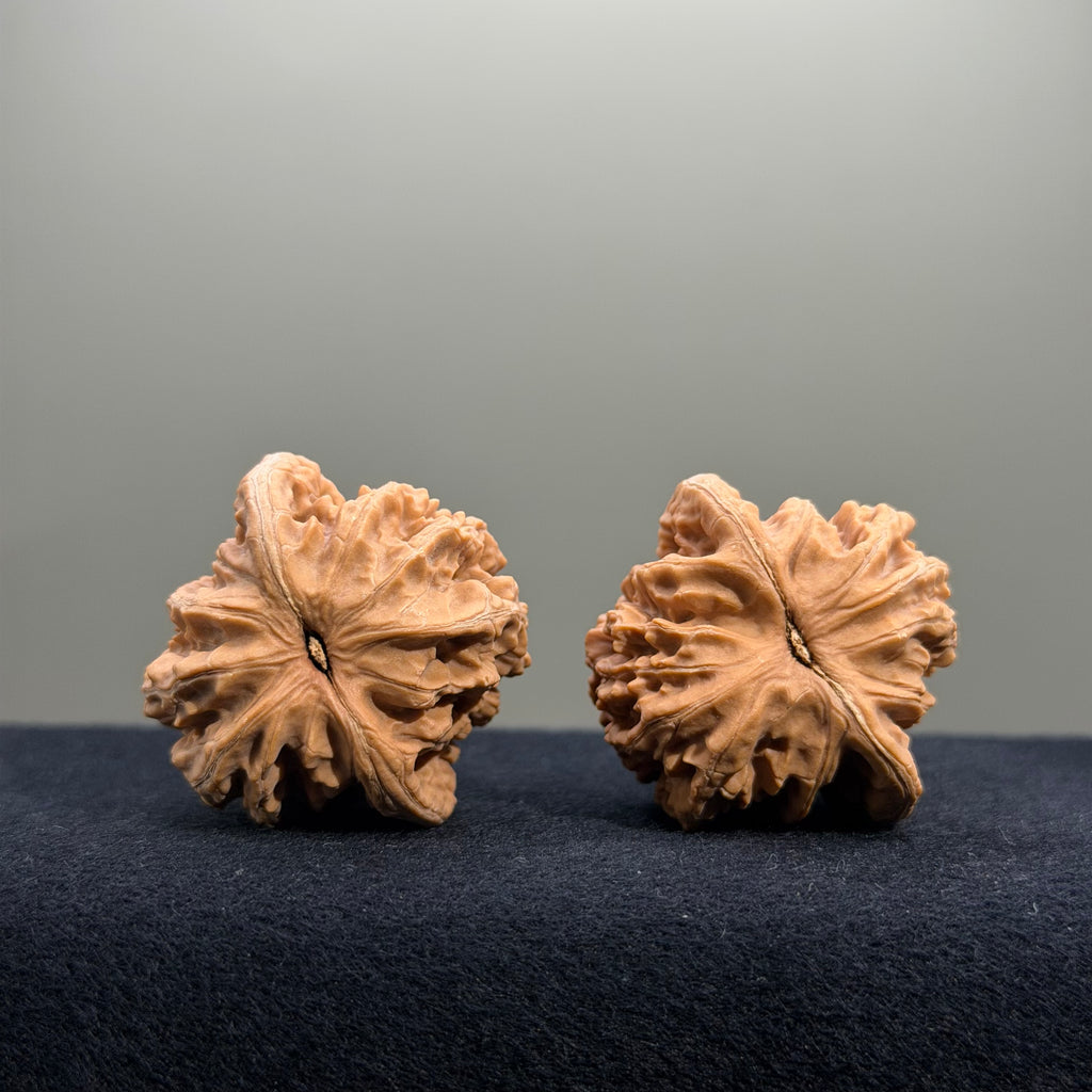 Coiled Dragon Tiger Head Wenwan Walnut · 37mm · Natural · Entry Ritual