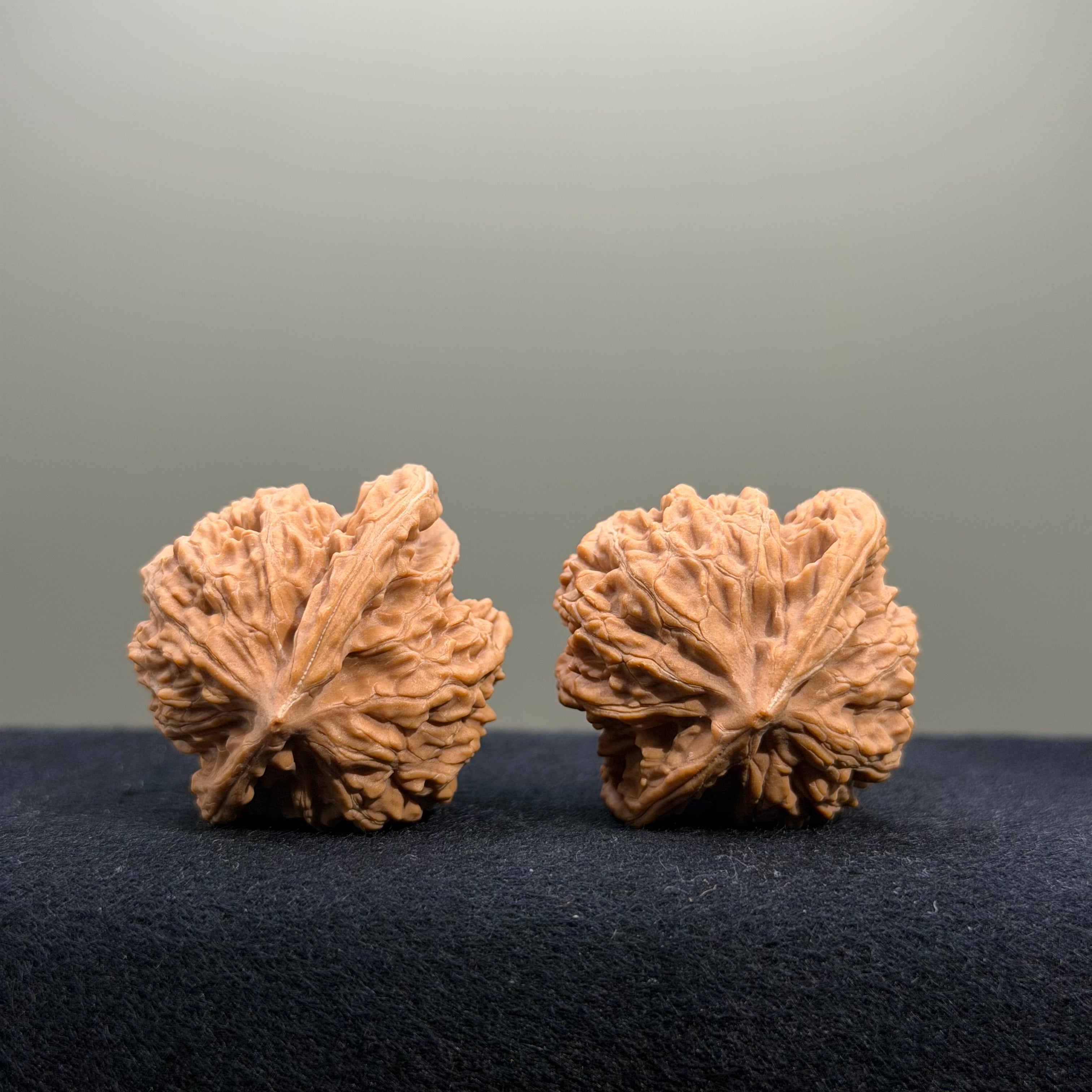 Coiled Dragon Tiger Head Wenwan Walnut · 37mm · Natural · Entry Ritual