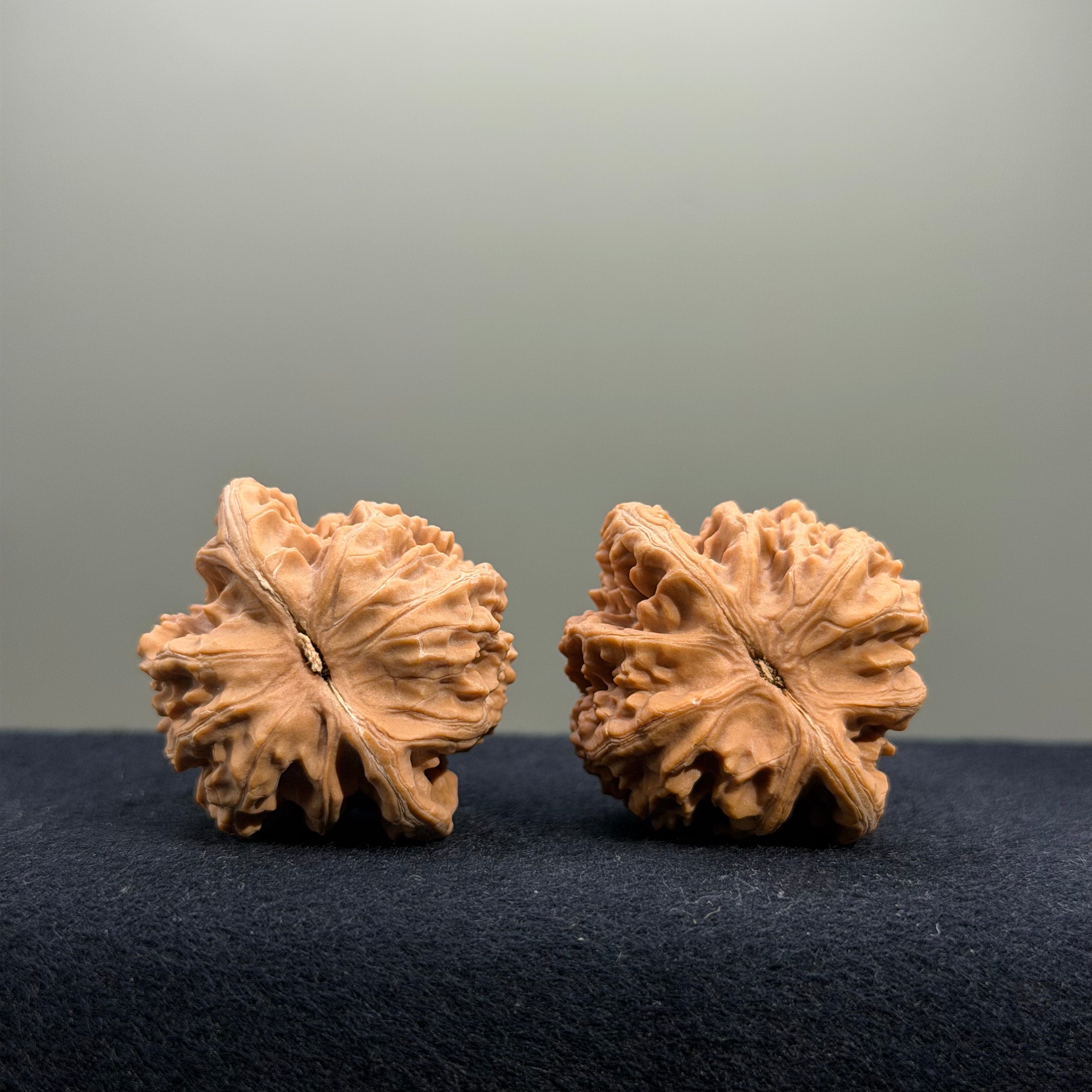 Coiled Dragon Tiger Head Wenwan Walnut · 37mm · Natural · Entry Ritual
