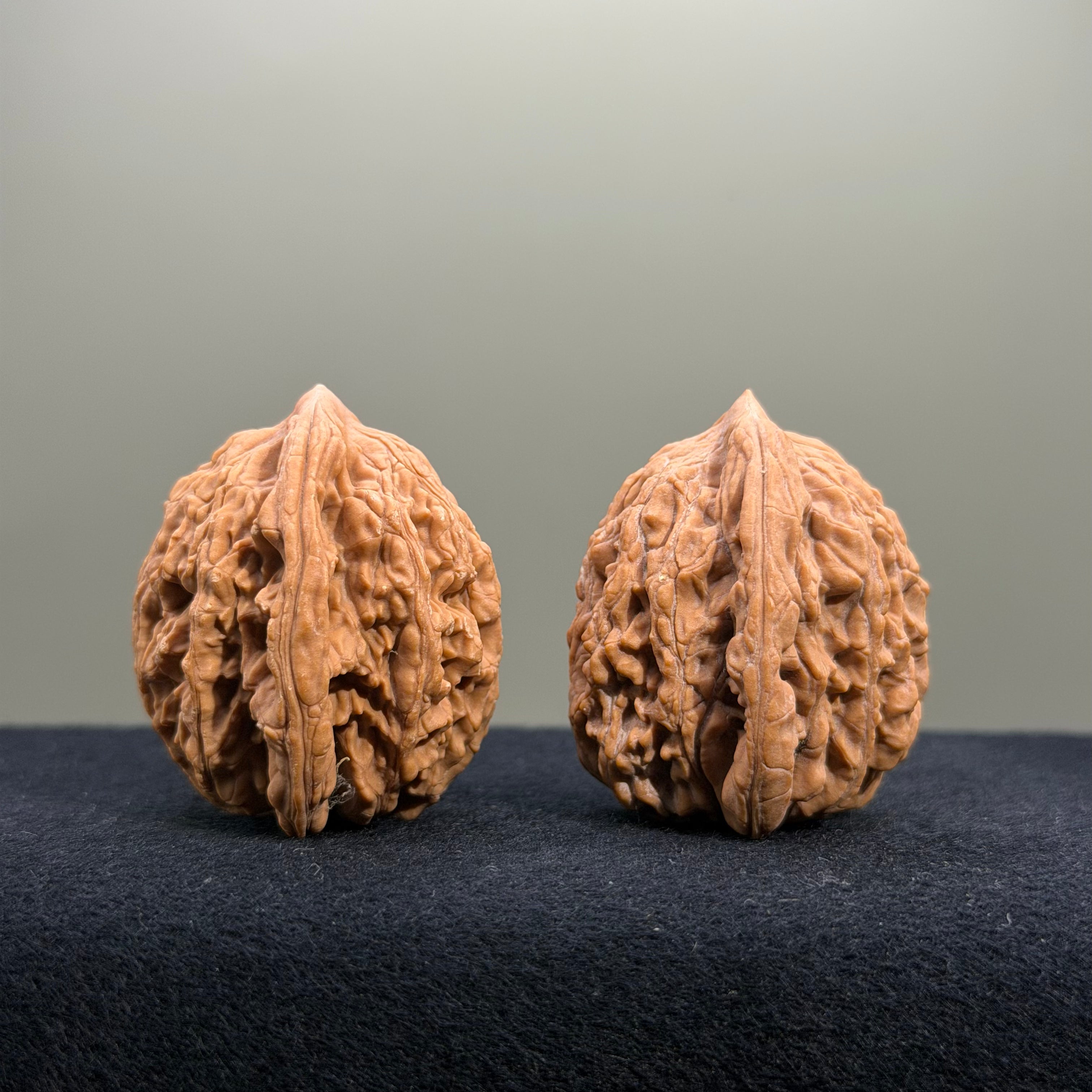 Coiled Dragon Tiger Head Wenwan Walnut · 36mm · Natural · Entry Ritual