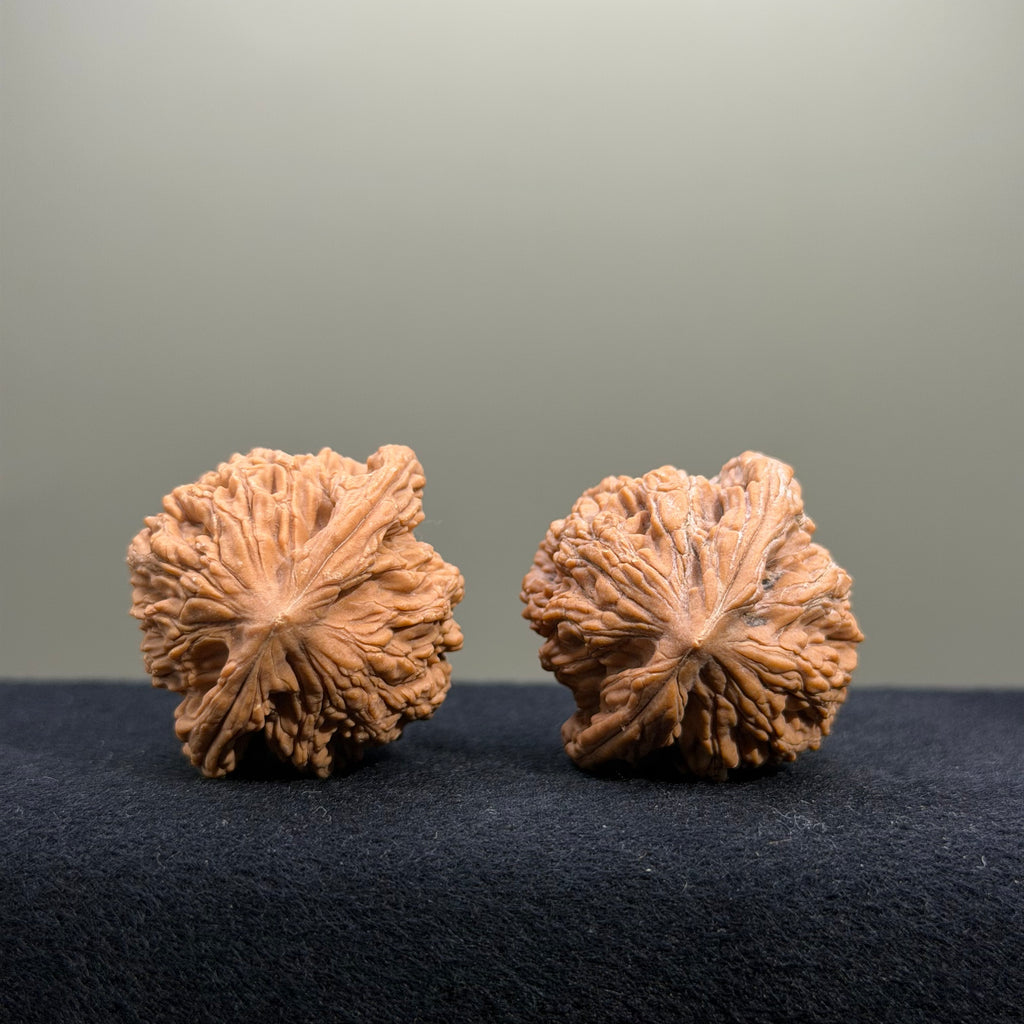 Coiled Dragon Tiger Head Wenwan Walnut · 36mm · Natural · Entry Ritual