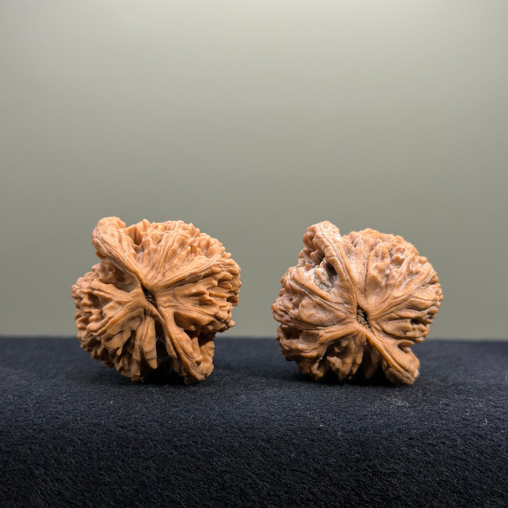 Coiled Dragon Tiger Head Wenwan Walnut · 36mm · Natural · Entry Ritual
