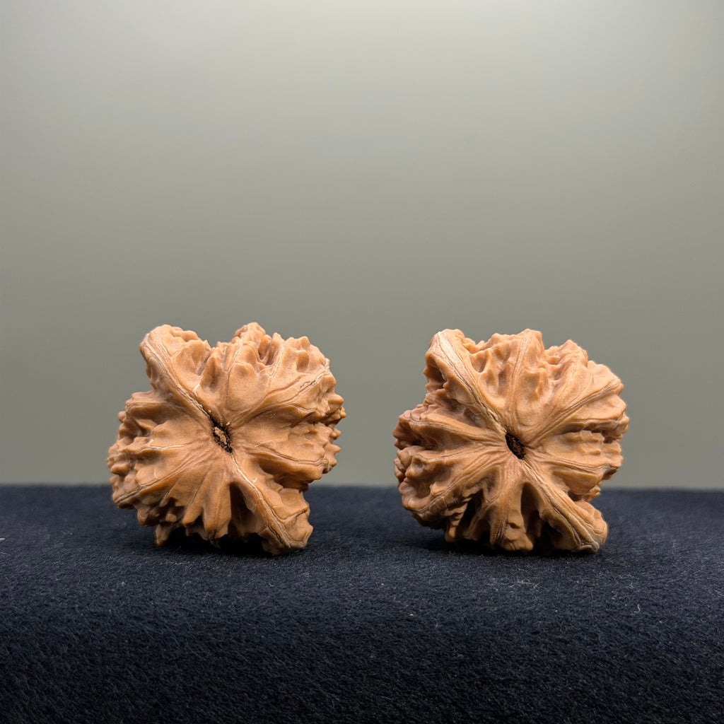 Coiled Dragon Tiger Head Wenwan Walnut · 38mm · Natural · Entry Ritual