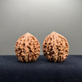 Fortune Rat Wenwan Walnut · 40mm · Natural · Select Ritual