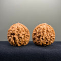 Magma Tiger Head Wenwan Walnut · 40mm · Natural · Entry Ritual