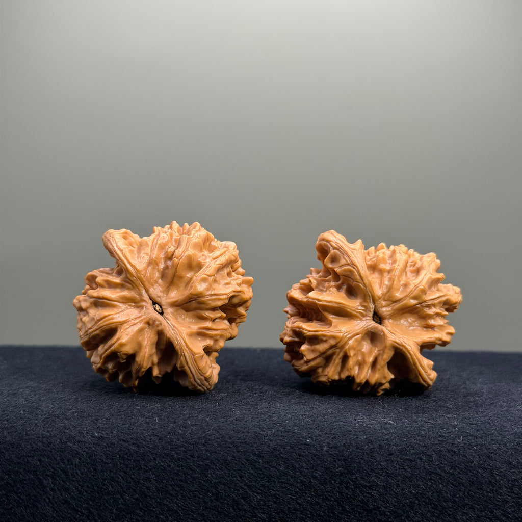 Magma Tiger Head Wenwan Walnut · 40mm · Natural · Entry Ritual