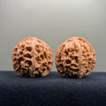Apple Orchard Wenwan Walnut · 40mm · Natural · Select Ritual