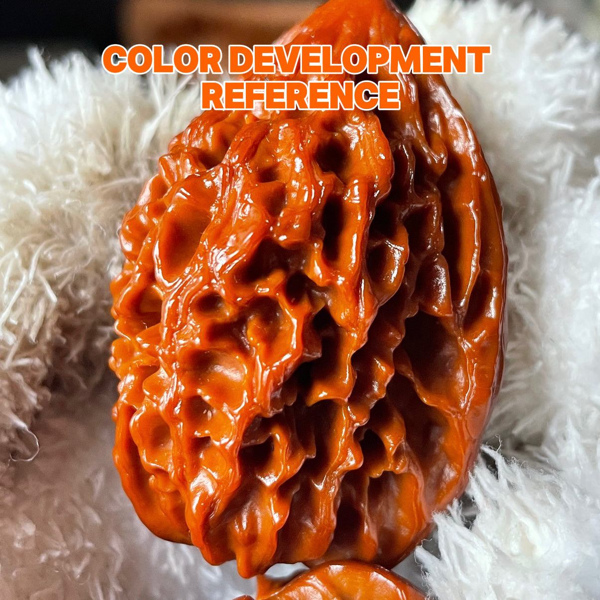 Fortune Rat Wenwan Walnut · 53mm · Natural· Premium Ritual
