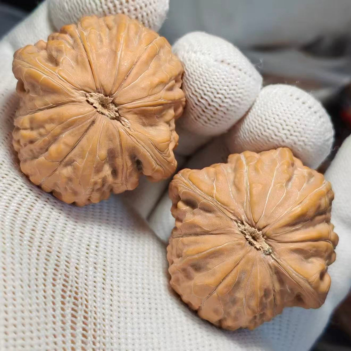 Hammer Wenwan Walnut · 40mm · Natural · Sourcing Pick