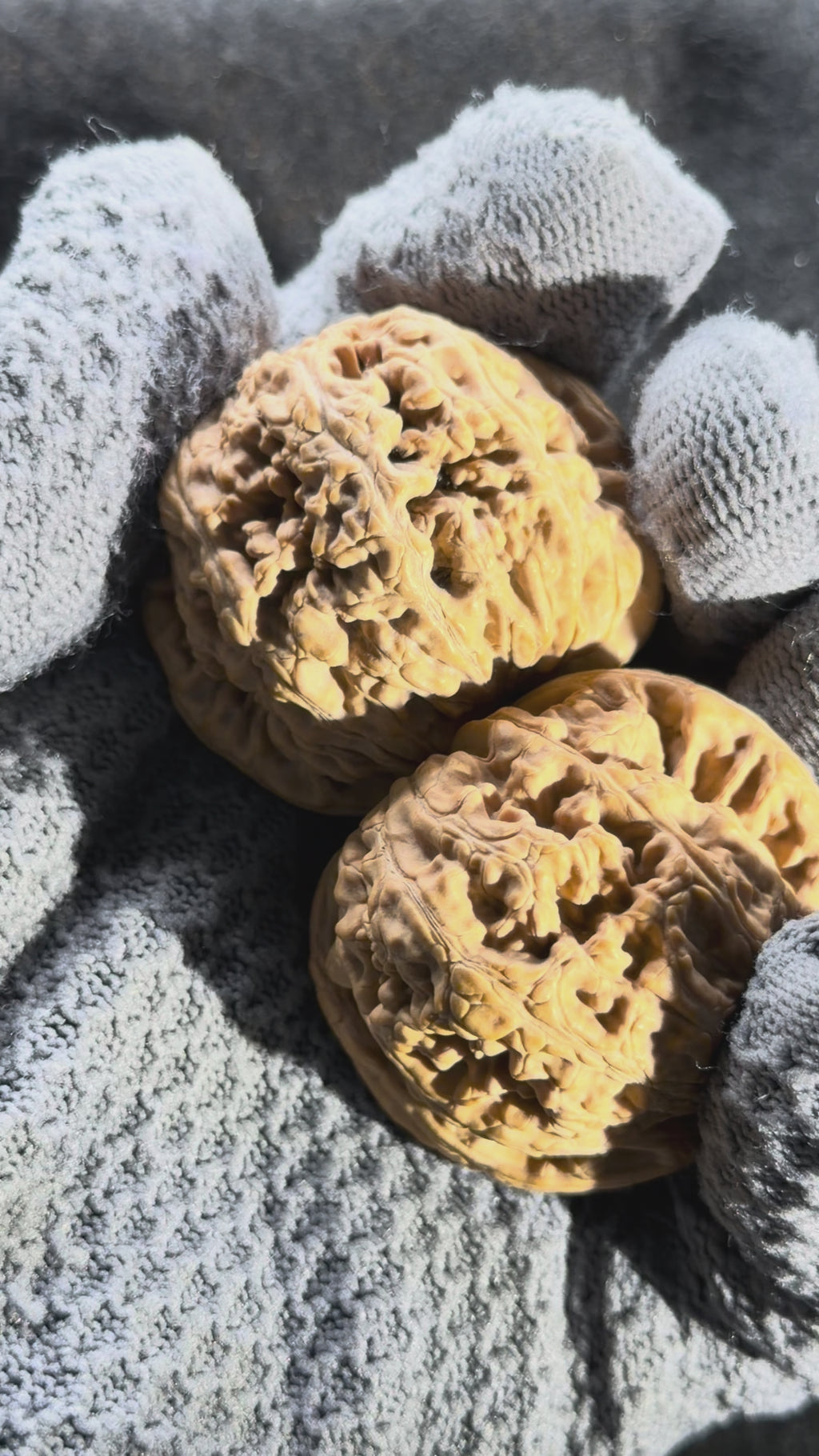 Thick Ribs Wenwan Walnut · 44mm · Natural · Entry Ritual
