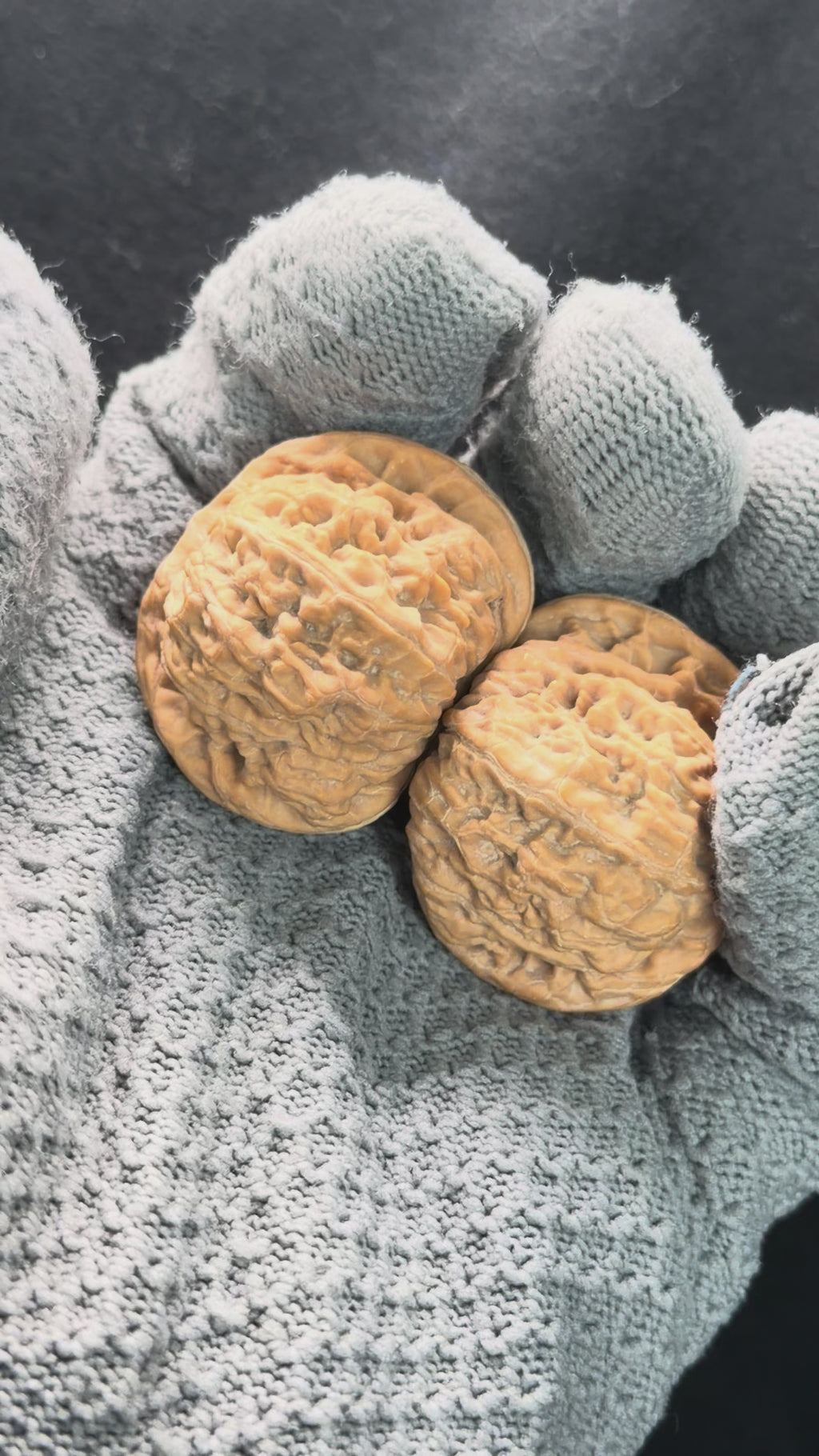 Black Lion Wenwan Walnut · 37mm · Natural · Collector Ritual