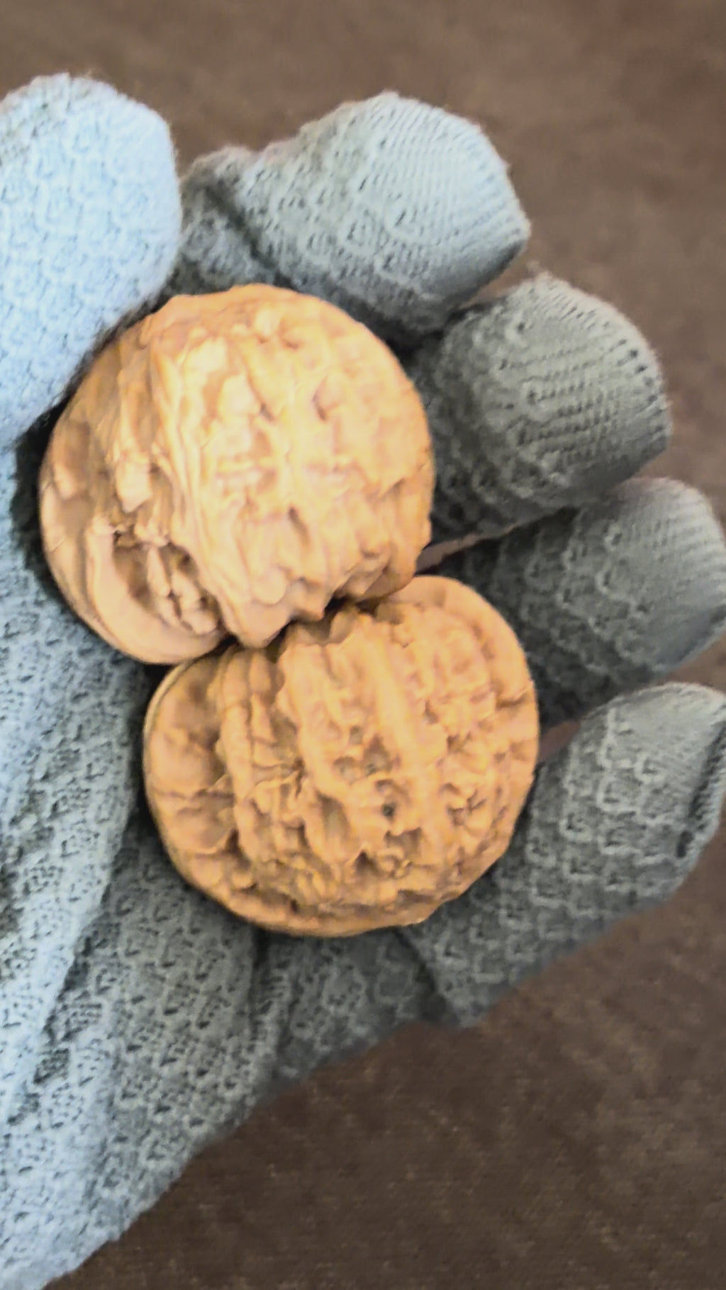 White Lion Wenwan Walnut· 43mm · Natural · Select Ritual