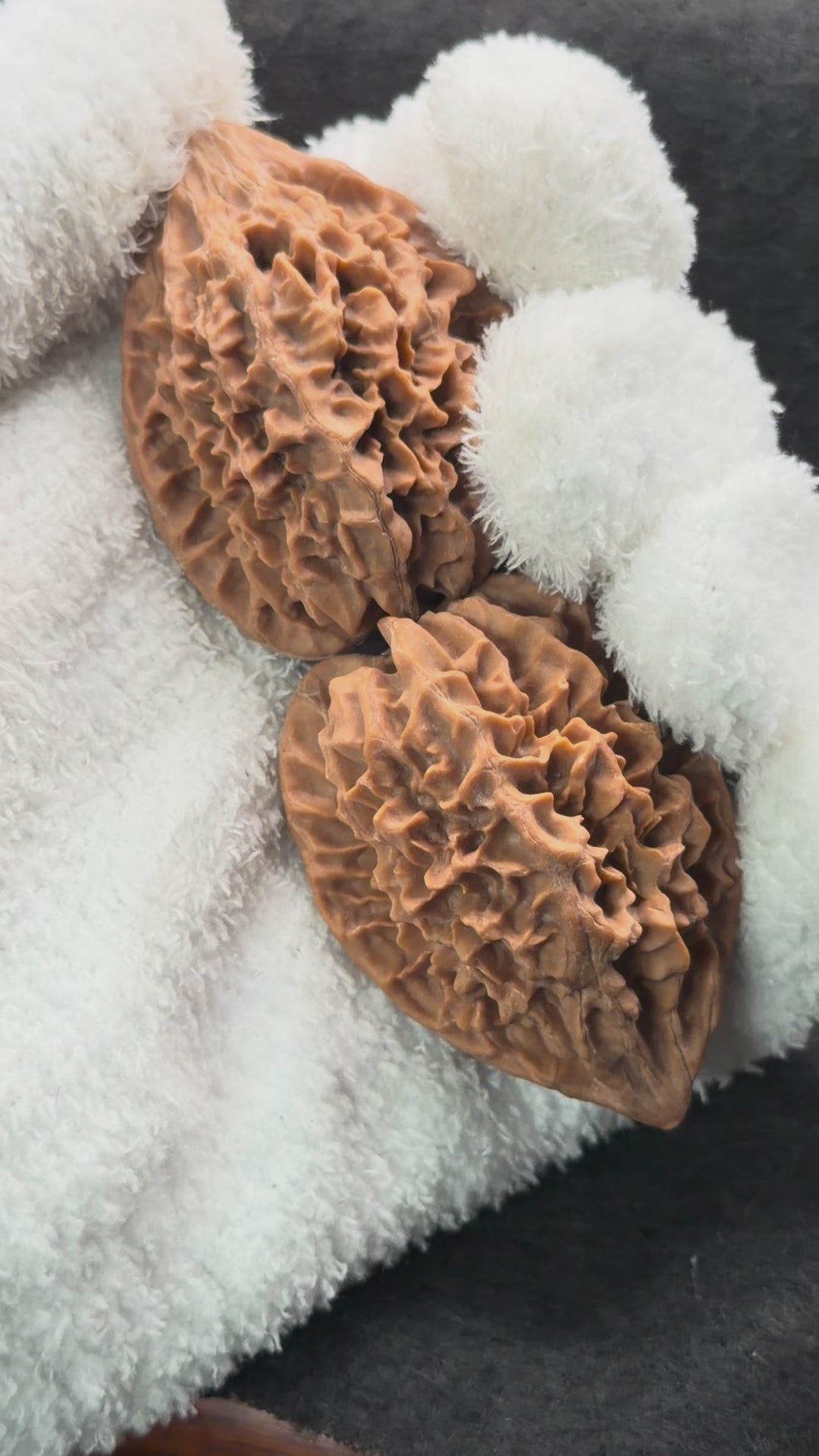 Fortune Rat Wenwan Walnut · 53mm · Natural · Select Ritual