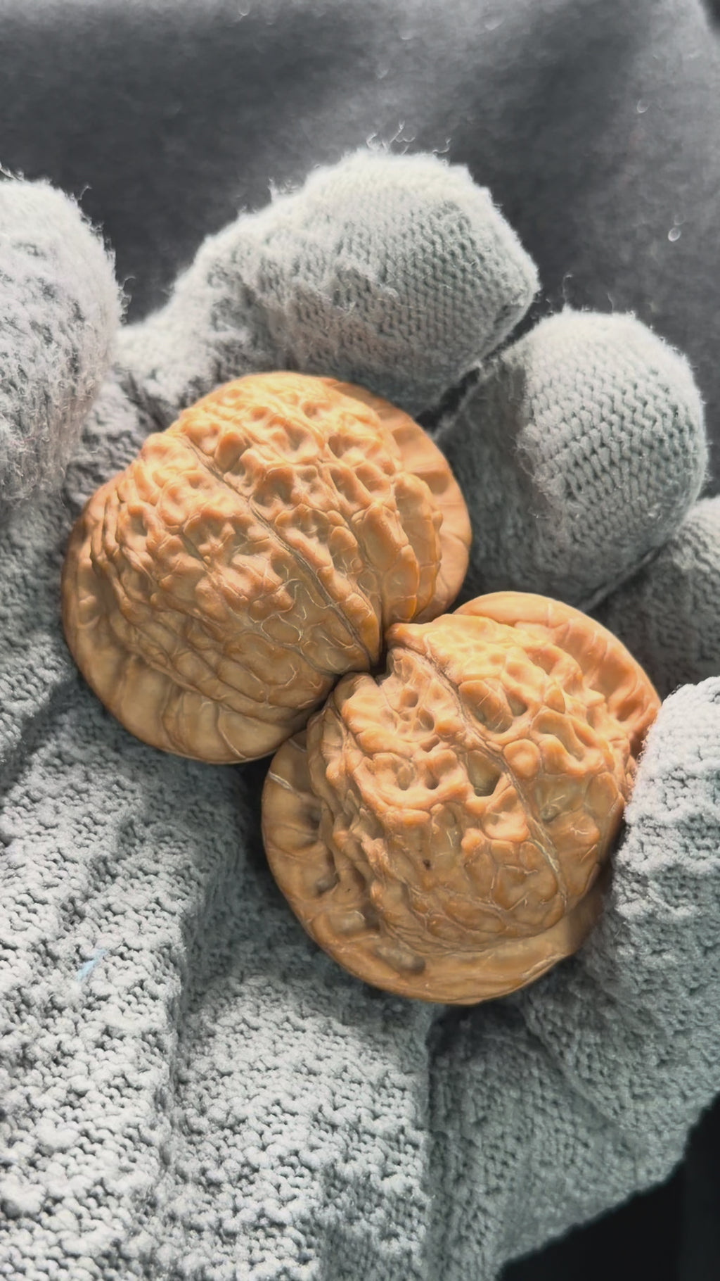 Blood Kirin Wenwan Walnut  · 40mm · Natural · Premium Ritual